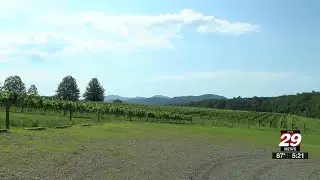 Afton Mountain Vineyards works toward biodynamic certification