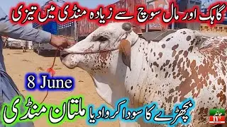 Today Saturday Multan Cow Mandi Fresh Latest Update 8-06-2024 | Cow Mandi 2024| Multan Cattle Market