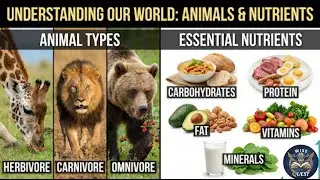 Animals - Herbivores,Carnivores,Omnivores | Nutrients - Carbohydrate,Protein,Fat,Vitamin,Mineral