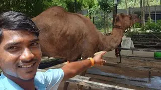 Amazing pets collection!parrot,horse,camel,duck,rabbi,- cute & funny Animas 