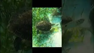 Green Sea Turtle trying to eat sea grass in strong current. Young turtle.