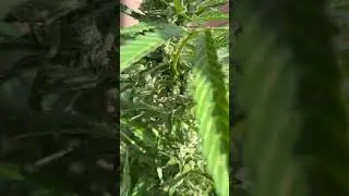 Lovely balcony grow! Soure Diesel Auto (Barneys Farm) and French Macaron (T.H.Seeds)