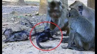 Amari monkey hit baby Donie so bad cos confuse mom - Baby Very hungry  Milk.