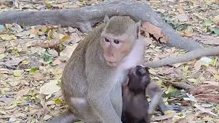 LOOKS AT THE HAPPINESS MONKEYS FAMILY LIFE
