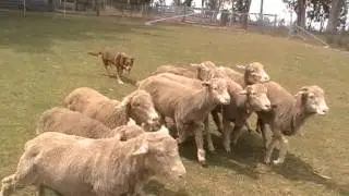 Ameroo Ned for sale (Noonbarra Kelpies) November 2013 007