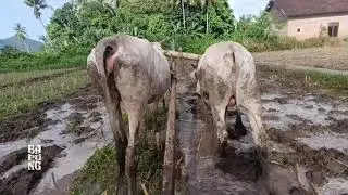 Begini kalau jadi pembajak sawah || Cikar Jember