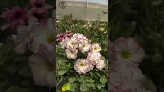 Rare Thailand Imported Adenium Plant Online Shopping 🌱 #adenium #plants #flowers #garden