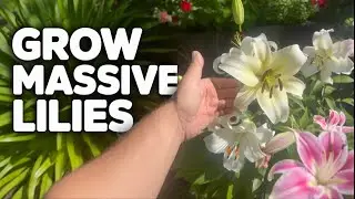 Fall Lily Planting Secrets  | The 9 Bulb in 3 Triangle Method Revealed!