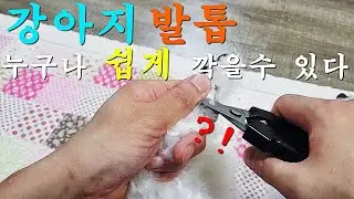 강아지 발톱 피 안내고 안전하게 깎는 꿀팁 대공개