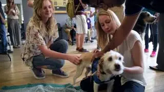Therapy Dogs - Coloradan