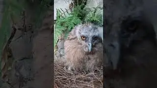 ANAK BURUNG HANTU CELEPUK & BUFFY FISH OWL #burunghantu #owl #owlbird #buffyfishowl #celepuk #short