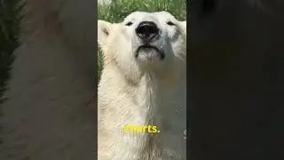 Polar Bears: Arctic Giants     #WildlifeFacts #AnimalKingdom #facts #fascinatingwildlife
