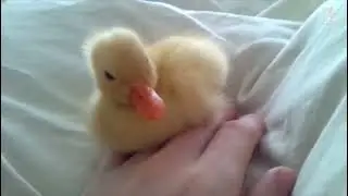 (REUPLOADED) Super Cute and Funny Duck Videos Compilation 😍 - CuteVN