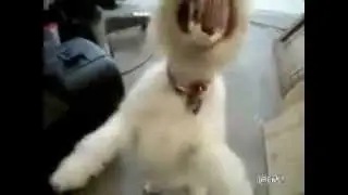 Death Metal Puppy (ржачный ролик).№7