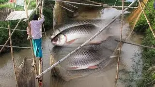 Real Fishing Video 005 Mala is catching fish in the canal of the village with a huge net