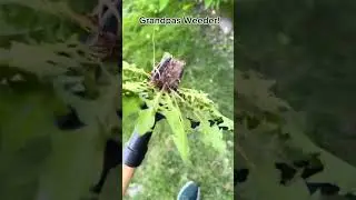 Grandpas Weeder has been a game changer for me