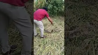 When the farmer was harvesting his crop, the great python appeared  ll महाकाल अजगर ll