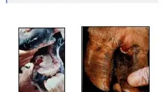 Dr. Nevil Speer - Update on Foot-and-Mouth Disease (FMD) and its Implications