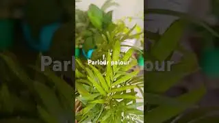 parlour palm// chamaedorea palm #parlour palm #decoration #houseplants #garden #gift