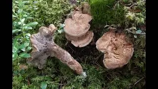 Sarcodon fennicus