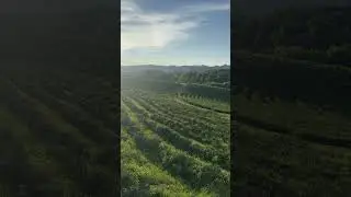 Чайные плантации на севере Таиланда! Обязательны к посещению!