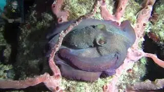 2018 12 7 night pier dive pd17