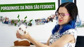 PORQUINHOS DA ÍNDIA SÃO FEDIDOS? TEM MAU CHEIRO?