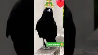 #crow #crows #crow dance #shots #miss thengasi #comady #reels # youtub video #trending video 🔥🤩🤔🎉🥰😍🤗