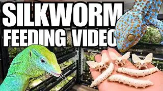 Silkworms: The Ultimate Feeder Insect? Feeding My Reptile Room