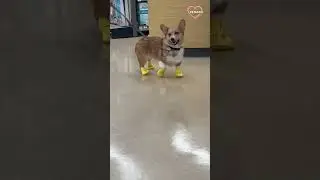Cute corgi doubts his owners' choice to make him wear shoes || PETASTIC 🐾