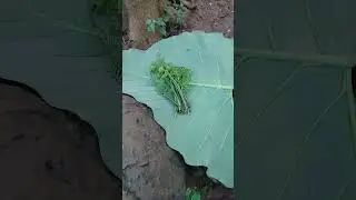 Forest food hunt scavenge. What to eat. Pako #shorts #foodscavenge #survival #kauai #food