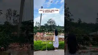 Is Bird Paradise in Singapore worth visiting? #singapore #shorts #viralvideo