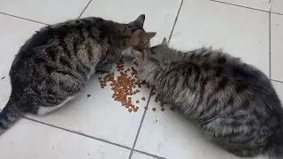 Enjoy your meal, my lovely cats!