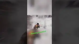 Humsai panga nhi