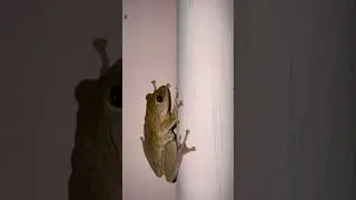 It&rsquo;s the best place to catch the food #rosatra #life #insects #treefrog