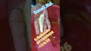 all my friends call me Sonali Rui fish seed available all over India supply #youtube #video