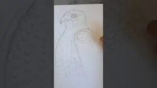 Pt-1, Falcon drawing #youtubeshorts #shorts #falcon #uaenationalbird #uae #art #artist #pencil #draw