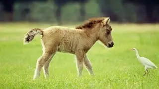 PONY SOUNDS