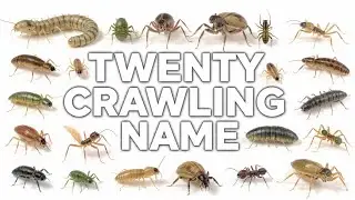 20 Crawling Animals Name in English & Hindi | Kids Learning | Animals That Crawl 🐜🕷️
