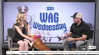 Wag Wednesday: Meet Meadow!