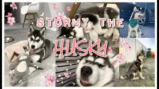 MEET STORMY OUR 5 MONTH SIBERIAN HUSKY/ALASKAN MALAMUTE PUPPY | MUST WATCH CUTE  ASF!!!