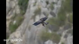 AF TEST &alpha;9II/ Real-time tracking