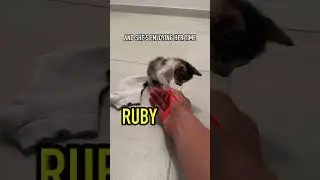 I rescued a baby cat, BUT...