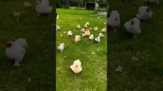 RUNNING TOO MUCH PEKIN BANTAMS 🐓