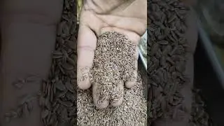 DryFruit Wholesale Market in Karachi | Badam Pista Kajoo Walnuts | Chilli Spices | Jodia Bazar