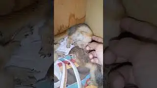 funny moment animal🐿️💕 #animal #kurdistan #hawler #smora