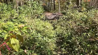 Gathering Walnuts