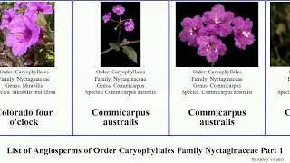List of Angiosperms of Order Caryophyllales Family Nyctaginaceae Part 1 verbena o'clock sand four