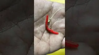 Tips on How to Attach a Hook to Fishing Bait #shorts #fishing
