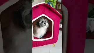 bought a dog house, 💗 Amazon #shorts #amazonfinds #doghouse #unboxing